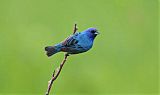 Indigo Bunting